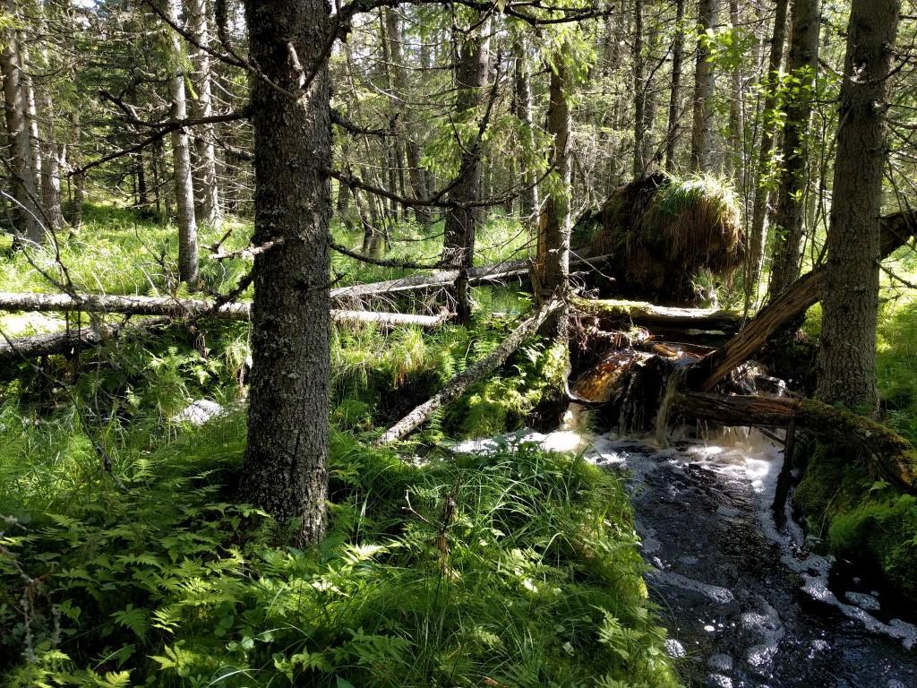 Bilder fra området Gransjøberget Stedvis er vegetasjonen