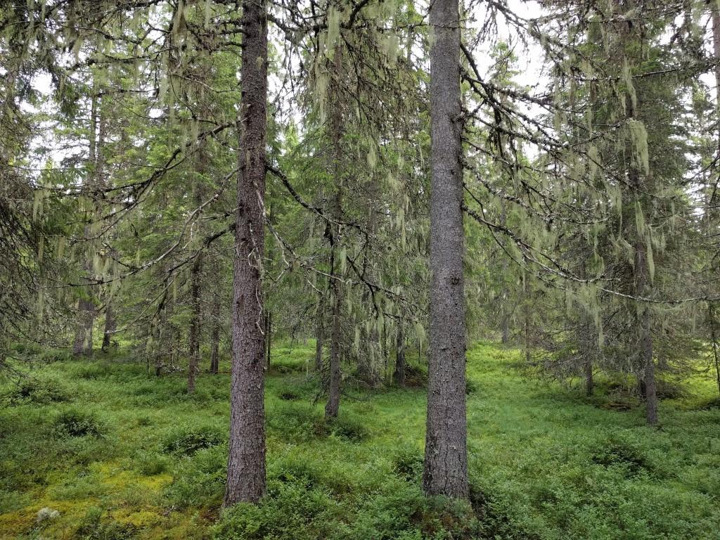 Her er også gode bestander av den rødlistede arter