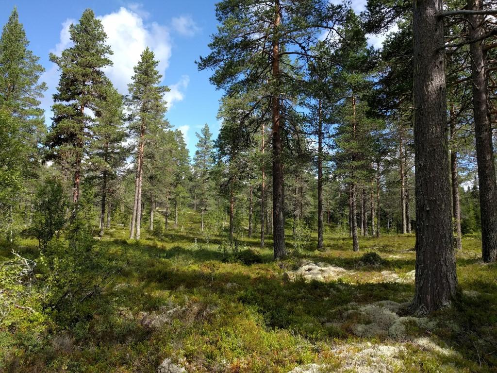 Foto: Øivind Gammelmo Området langs Paradisbekken er