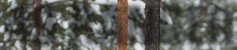 Denne snøscooteren er helt unik og en morsom kombinasjon av enkel og allsidig kjøring.