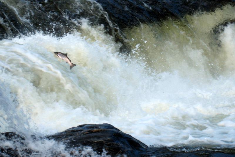 Naturens mangfold Truede / sårbare arter Landskap, urørt