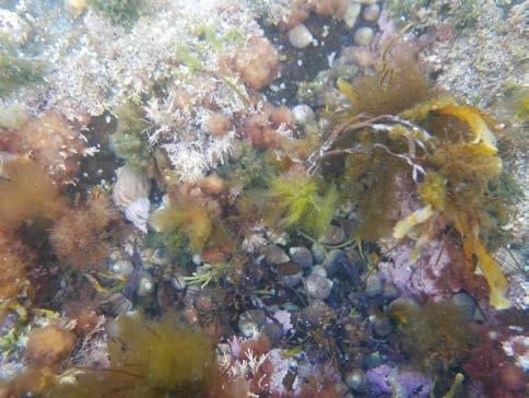 B. Stedvis tette forekomster av strandsnegl og kalkalger. Ulike trådformede alger er representert på stasjonen. HT69 Jønnesholmen Fjellet var skrånende (ca. 40-60 helning) med noe sprekker.