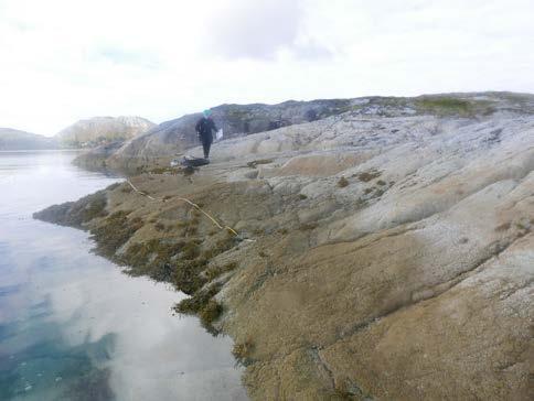 forekomster med fjærerur på stasjonen og ruren hadde stor vertikalutbredelse. Det ble registrert mye snegl, som purpursnegl, albuesnegl og kjeglesnegl, samt betydelige forekomster av strandsnegl.