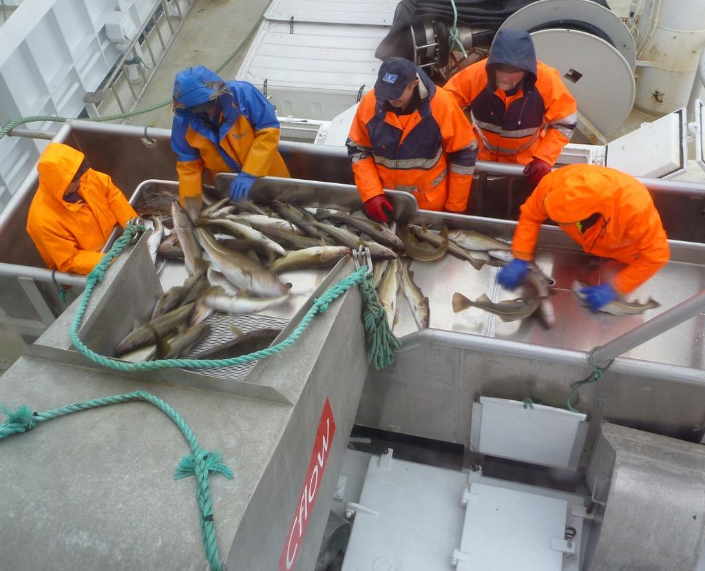 3.3 Sortering av fangst Ved levering av levende fisk (torsk) må denne sorteres ut ved ombordtaking for ikke å blande artene i tankene.
