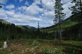 Åpen fjellbjørkeskog i nedre deler og ofte tette vierkratt og gras- og mosetepper i øvre deler og dalsidene. Eventuelle endringsfaktorer som kan påvirke landskapskarakteren.