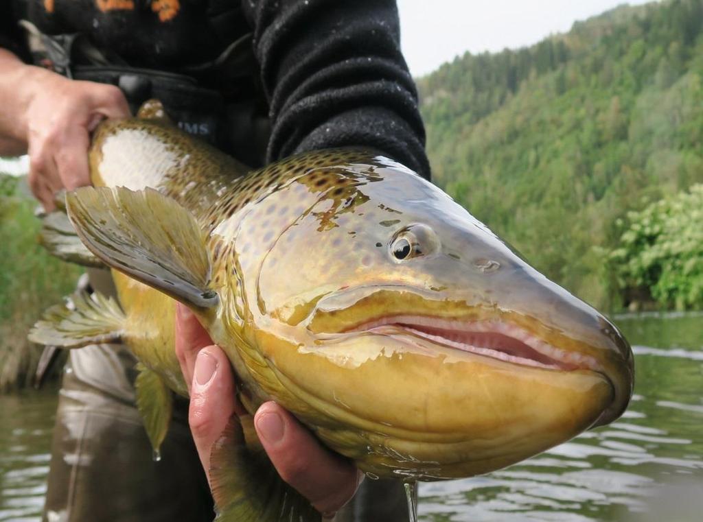 Sjøauren ein historisk viktig art for Hardangerfjordbygdene A. F.