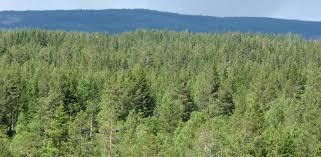Andre produkter og tjenester fra skogarealet Karbonlager Skog og