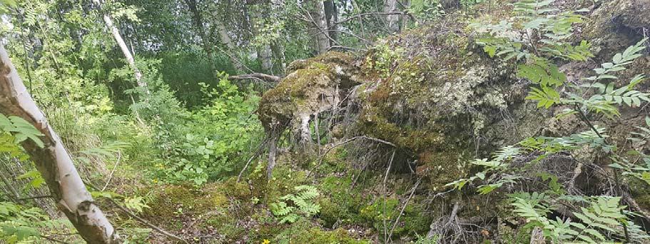 3 Teknisk tilstand Det finnes et ca. 65 m langt lavvannsrør (Ø1200) som går ut fra Dauvannet gjennom flomverket i nedstrøms ende av flomverket.