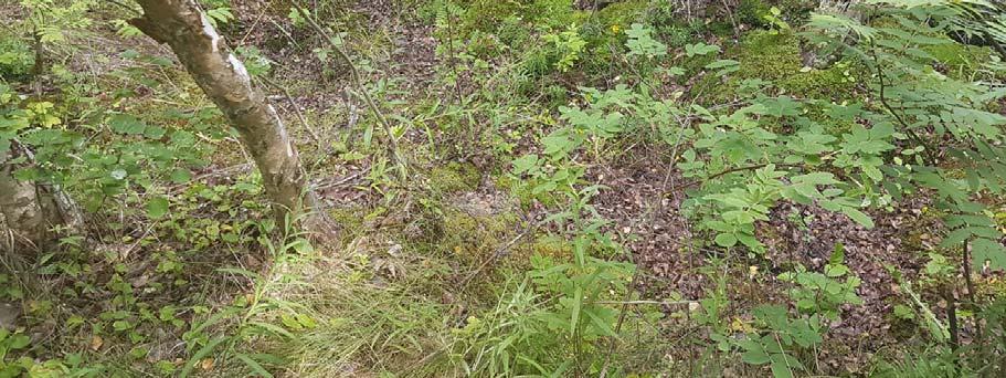 Flomverket er dekket med vegetasjon på vannsiden, og i enkelte sted på luftsiden.