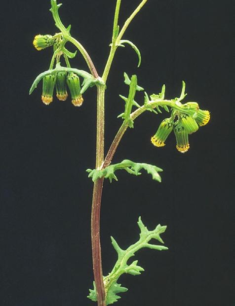 Blomster (Foto: Danmarks Jordbrugs- Forskning) FOREKOMST OG VOKSEPLASSER/KULTURER Åkersvineblom finnes i hager, gartnerier, planteskoler og åkerkulturer, særlig i hagebrukskulturer.