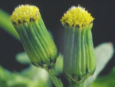 Termisk kontroll med flamming av små planter, virker relativt bra. Det samme gjelder termisk kontroll med jorddamping med varm vanndamp før såing/planting.