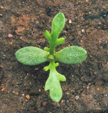 Balderbrå Matricaria perforata BIOLOGI/LIVSSYKLUS Biologisk gruppe: Toårig. Den voksne planta er 20 100 cm høy. Stengelen er oppstigende eller opprett, furete, glatt og greinet ovenfor midten.