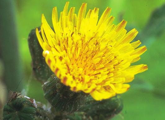 Blomst og voksen plante (Foto: Danmarks Jordbrugs Forskning) Overjordiske skudd av åkerdylle overlever ikke vinterfrosten. Veksten starter om våren fra biter av formeringsrøttene.