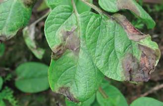 Sjukdommer i potet Potet-tørråte Phytophthora infestans SYMPTOMER De første symptomene ses som brune flekker på blad og stengler.