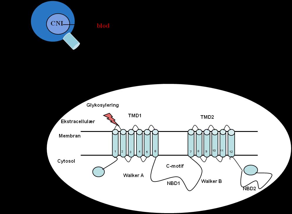 Figur 5: P-glykoprotein (P-gp) som molekyl og transportprotein. P-gp uttrykkes blant annet på overflaten av lymfocyttene hvor den bidrar til å pumpe blant annet takrolimus ut av cellen.
