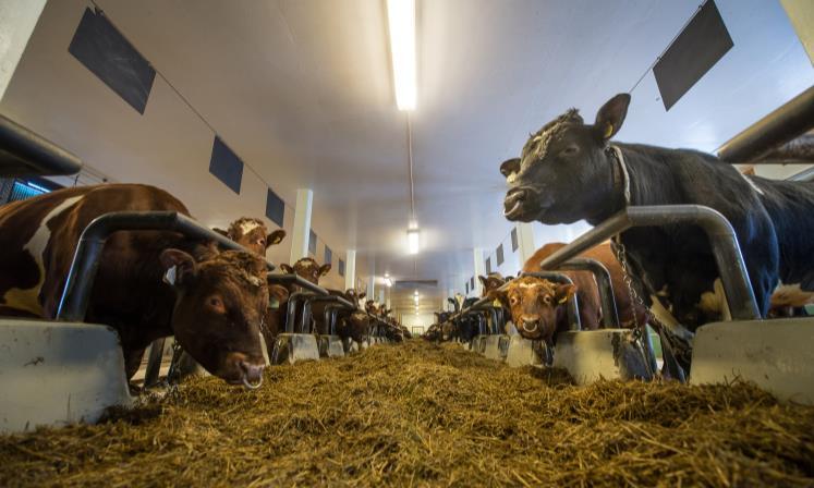 kompetanseheving av næringsutøvere som kan ivareta og styrke