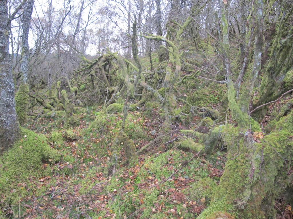 andel eldre trær, noe død ved og mer åpen og sjiktet skog.