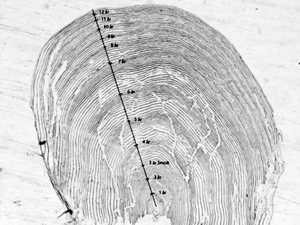 Figur 9. Otolitt med en hyalin (mørk) sone fra en ørret med alder 1+ (Foto: Magnus Riksfjord. 26.11.13). Figur 1. Aldersavlesning av skjell fra en sjøørret (Foto: NTNU Vitenskapsmuseet, s.a.). periode (Borgstrøm & Hansen, 2).