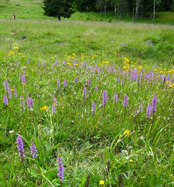 Tiltak for å hjelpe humlefaunaen Vi får neppe tilbake det gamle kulturlandskapet med småskala og allsidig vekselbruk, der blomsterenger og åkrer blir skjøttet uten bruk av mineralgjødsel og gifter