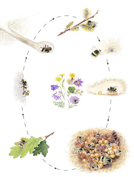 Humler er nyttige og sårbare bier! Humler er bier, som igjen hører inn under en veldig stor insektorden som kalles «Hymenoptera». På norsk kalles denne ordenen «veps» eller «årevinger».