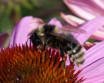 De fem mest truede humlene i Norge Kløverhumle Bombus distinguendus er stor og langtunget, og går mye på rødkløver. Dronningene våkner opp rundt 1. juni.