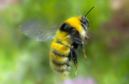 Artsfunn Kløverhumle 18XX 2010 2011 2017 0 50 100 25 Kilometer Slåttehumle Bombus subterraneus er i likhet med sin nære slektning kløverhumle en stor og langtunget art der dronningene våkner