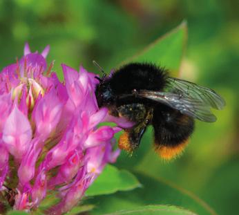 Gresshumle Bombus ruderarius er en mindre og langtunget humle som er sort med rød bakende. Dronningene våkner opp fra sent i april til første halvdel av mai.