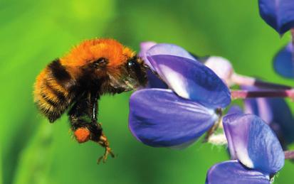 Fortsatt vanlige arter I en blomsterrik hage i