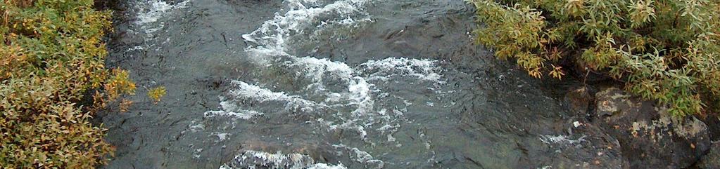 Helt øverst der Synnøvjordelva renner ganske stille i ca 50 meter (Figur 2) er det et vierbelte langs elva med sølvvier (Salix glauca) og grønnvier (Salix