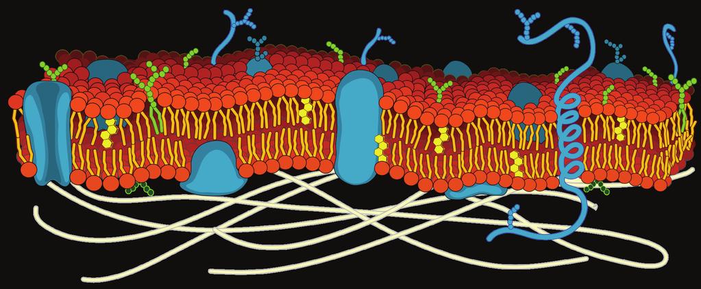 CelleMeMbranen og MeMbranproteiner Cellemembranen og membranproteiner Cellemembranen består av: Et dobbelt fosfolipidlag (med hydrofilt hode og hydrofobe haler) 2.