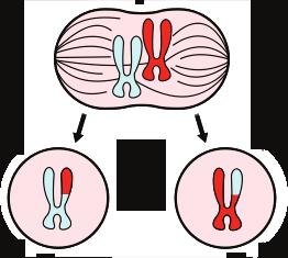 Mitose Diploide celler (hel) De to dattercellene får like mye arvestoff fra både mor og far.