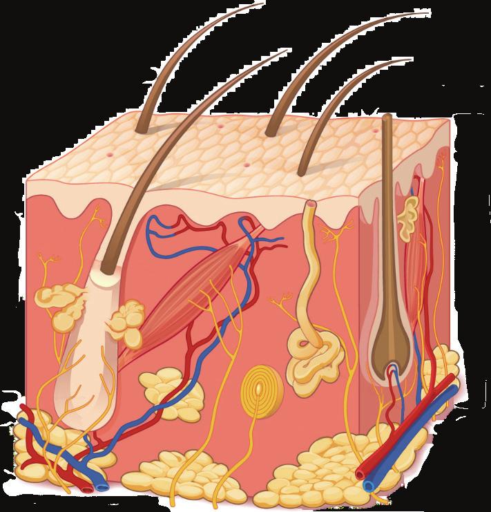 HuD Læringsmål Huden Etter gjennomført emne forventes det at studenten: kan beskrive hudens anatomiske oppbygning: o overhud/epidermis med flerlaget plateepitel (bestående av keratinocytter),