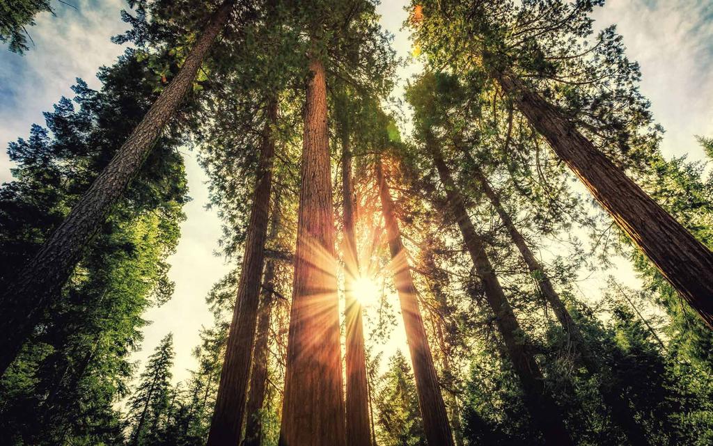 VÅRE SAMARBEIDSPARTNERE Vi ser frem til godt samarbeid 12 Sequoia AS