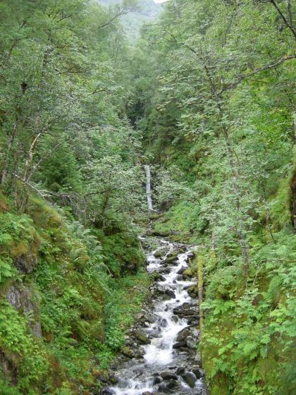 Skogsbekkekløfter Er betinget av kuperte skoglandskap og er derfor vanlig i Europa (særlig Alpene) og deler av Norge Der bekker/elver skjærer seg ned i bratte lisider og har konstant høy