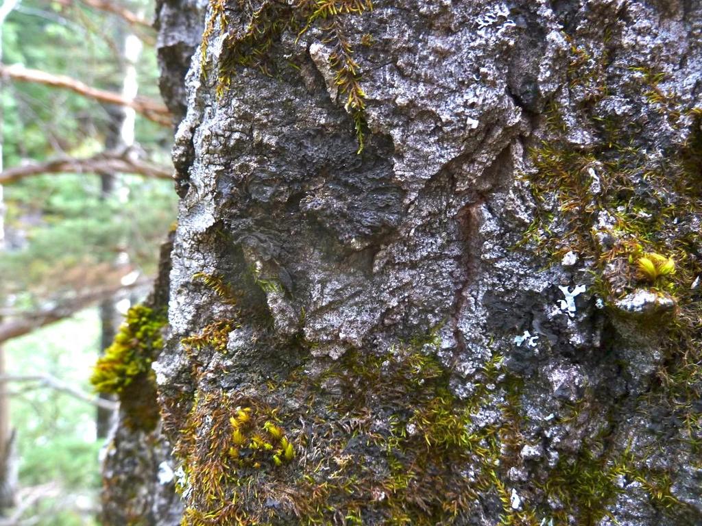 Småblæreglye (sterkt truet): Knyttet til gammel ospeskog, gjerne i