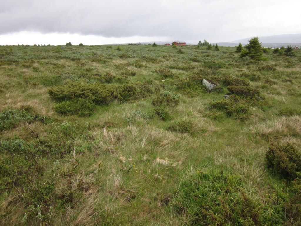 Eksempel på boreal hei med rik beiteeng i forgrunnen,