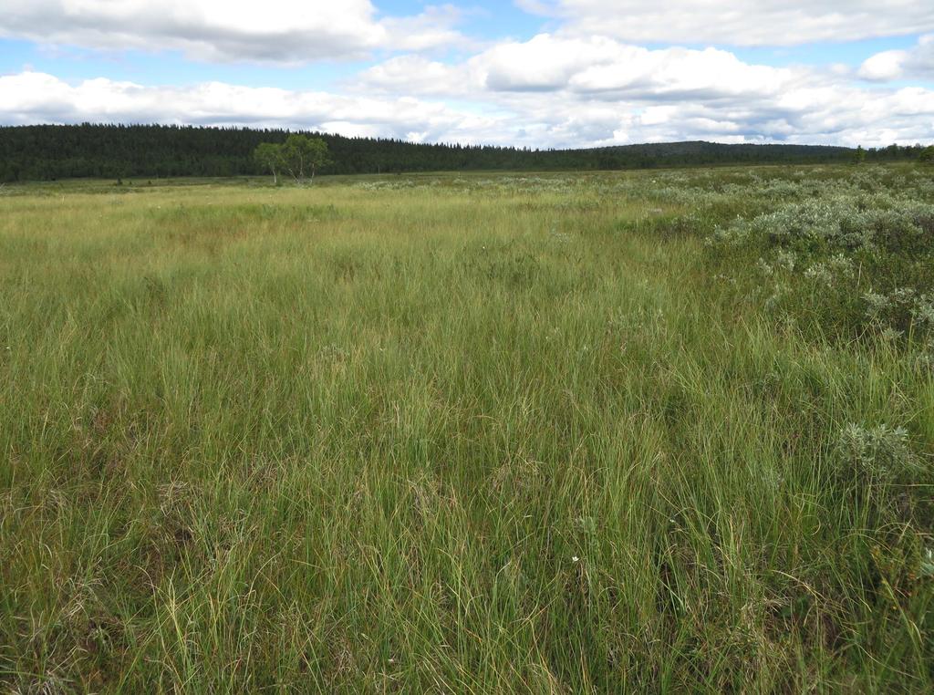 Store myrområder: I det brede myrbeltet i forfjellsregionen i Oppland er det mange store