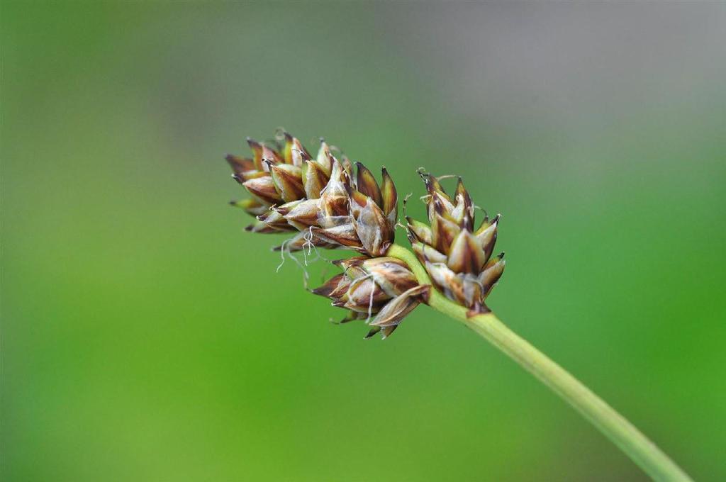 Huldrestarr (NT) Tilknyttet de store myrområdene Trusler: Oppdyrking, inngrep knyttet til