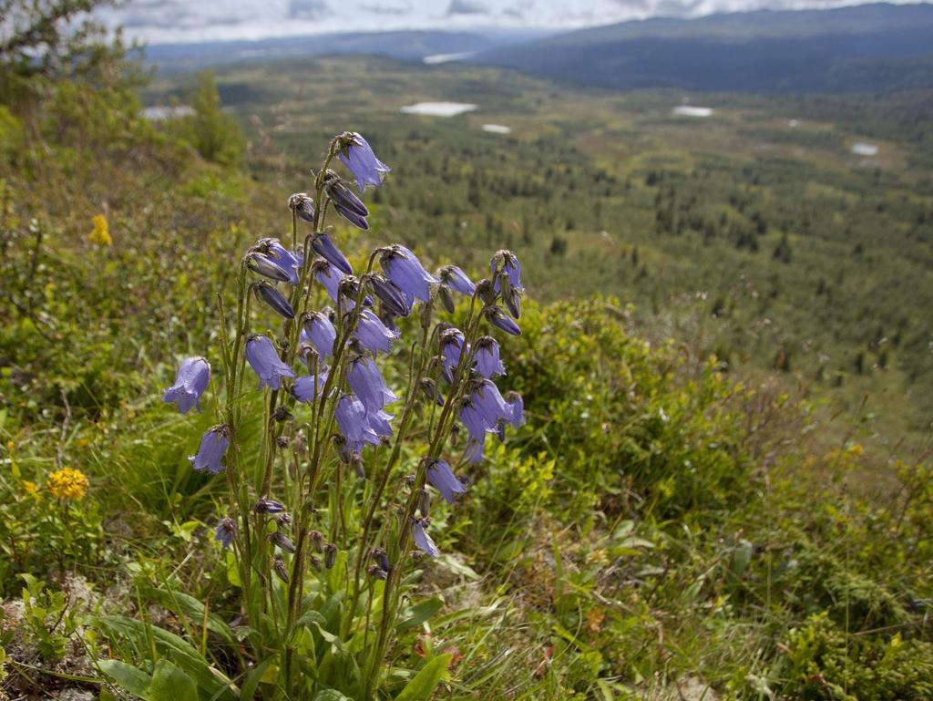 skjeggklokke Skjeggklokke Vokser kun i fjellområdene mellom Nordre Land, Etnedal, Nord-Aurdal og Gausdal På gammel