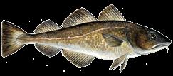 Laksur Salmo salar Toskur Gadus morhua Veiða av laksi við 1967-2003 Laksur kann veiðast við flotlínu um veturin og várið í føroyskum sjógvi.