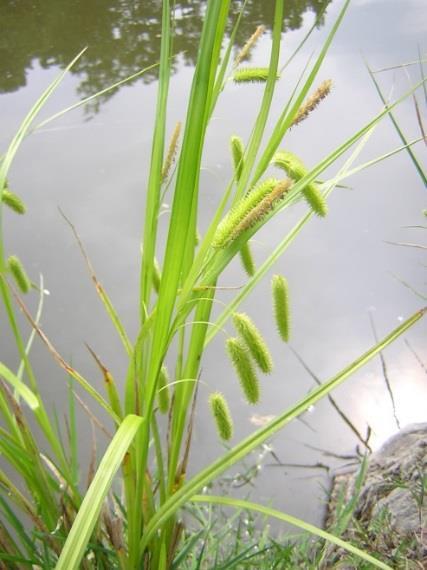 73 av 85 Rødlistearter Bilde Dronningstarr (Carex pseudocyperus), NT nær truet Dronningstarr er en gulgrønn starrart med skarpt trekantet stengel og blader helt til toppen. Hanaks og hunaks er ulike.