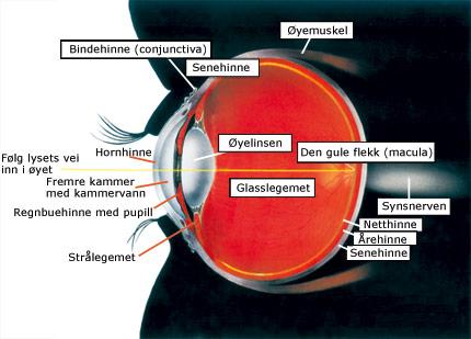 Bakgrunn: Øyets oppbygning Figur 1. Bilde av øyeeplet slik det ligger i øyehulen, med navn på øyets ulike bestanddeler.