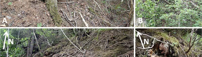 Løsmassene, bestående av oppsmuldret leirskifer, vist i Bilde 5 C, er ustabile og holdes kun på plass av trærne til høyre i bildet.