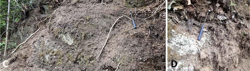 Rett nord for profilnummer 5425 er det tydelige spor i terrenget etter et jord og leirskred (Bilde 6) som gikk den 31.3.2012.