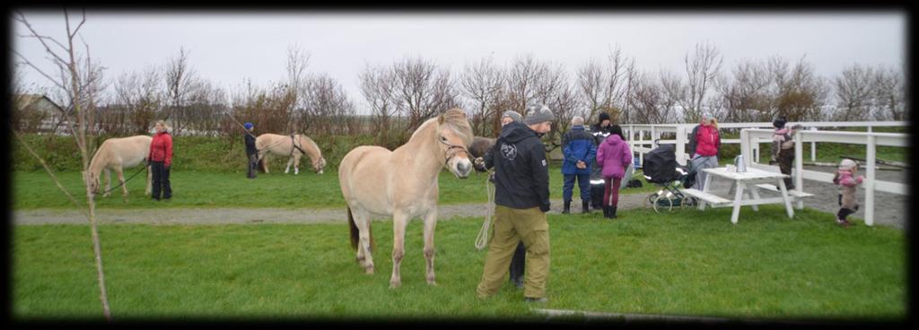 FOKUS UNGHEST KURS PÅ SELE 2/11-14 Tekst og foto: Karoline Sire Med en urovekkende