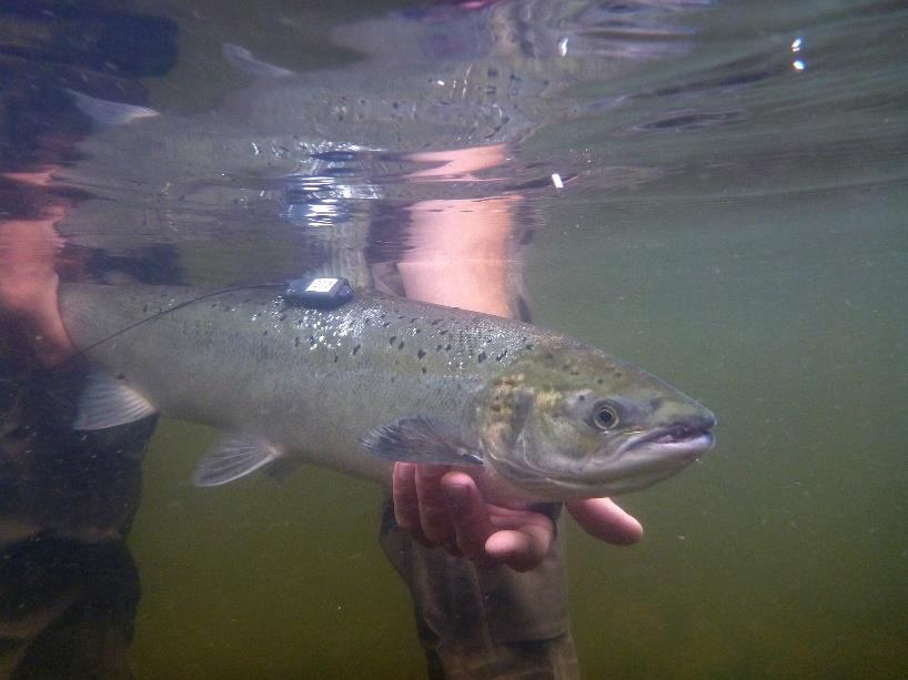 Typisk med litt nedvandring eller forsinkelser i oppvandringen etter gjenutsetting OTRA: 3/4 av fisken vandret nedstrøms de første fire dagene (snitt 1 km) Tok ca.