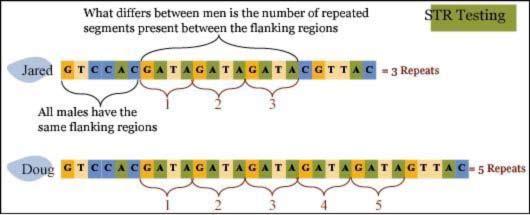 tema dna < Figur 5. En STR mutasjon. Punktmutasjonene, SNPene, bestemmer en persons haplogruppe, og alle STRene sammen bestemmer ens haplotype. Vi skal diskutere disse betegnelsene detaljert senere.