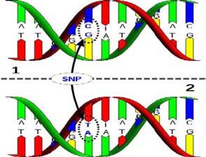 dna tema Figur 2. DNA-streng med baseparene og en SNP mutasjon Vi får halvparten av kromosomparene fra hver av våre foreldre.