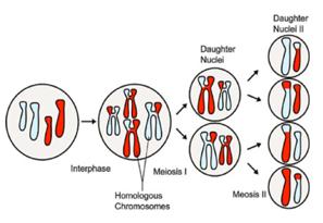 Det er genene på Y-kromosomet som gjør at barnet blir gutt og ikke jente. Størrelsen på et gen er veldig varierende, det kan være mellom 500 til 50 000 nukleotider i et gen.