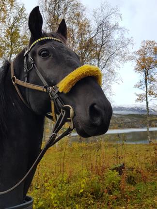 Plenkrutt kom til Eva-Kristine i 9, travet sitt siste løp i mai. Justasgoodasdad e. Gidde Palema Lindy s Limit, eid av Kristian Storhaug, startet 78 ganger, seire, rek.., og tjente kr 7.,-.